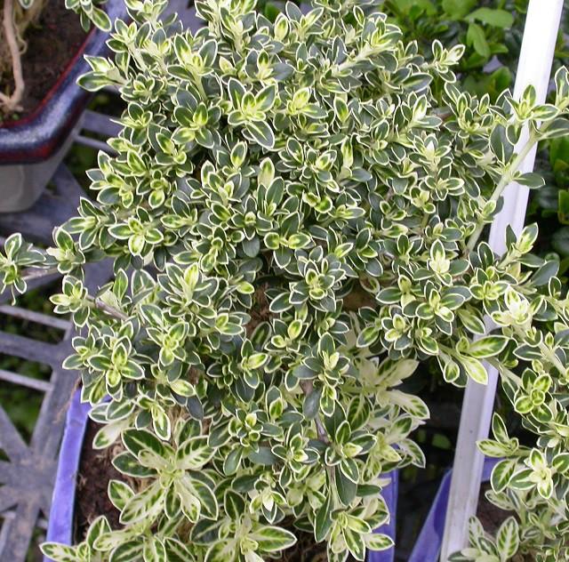 Nerissa ‘Snow Leaves’ (Single White)