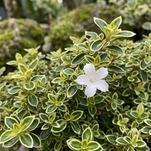 Nerissa ‘Snow Leaves’ (Single White)