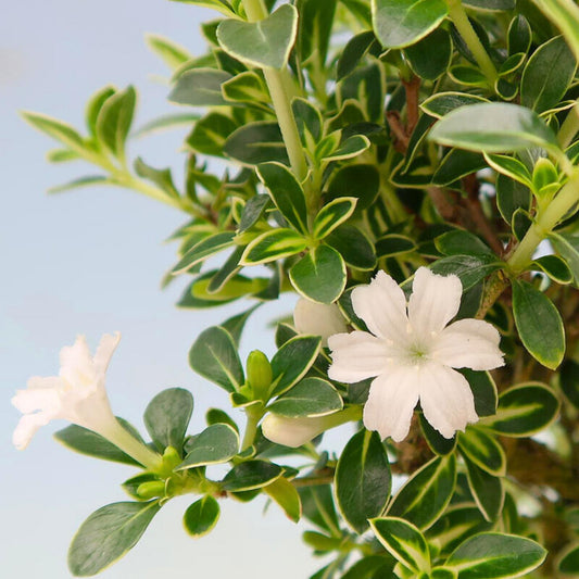 Nerissa ‘Snow Leaves’ (Single White)
