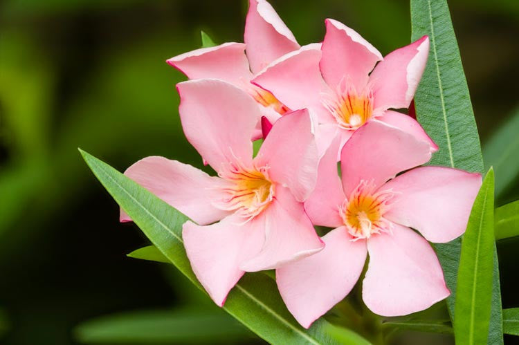 Nerium Oleander 'Dwarf Pink' (Dwarf Pink Oleander)