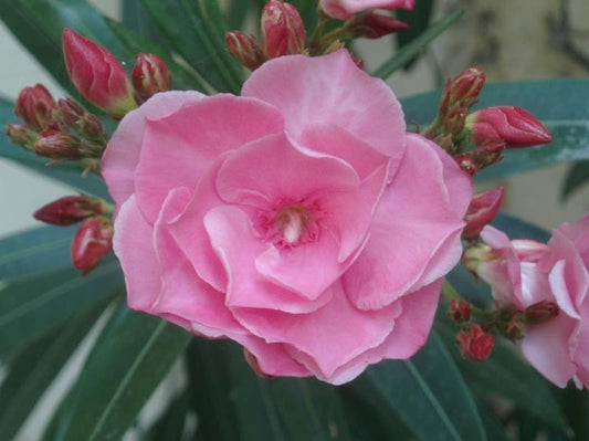 Nerium Oleander ‘Splendent Double Pink’