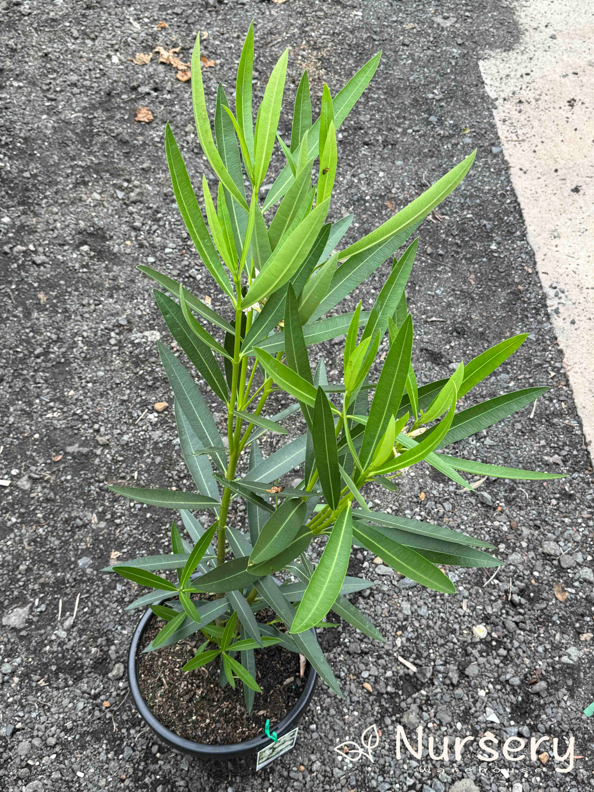 Nerium Oleander (White Madonna Oleander)