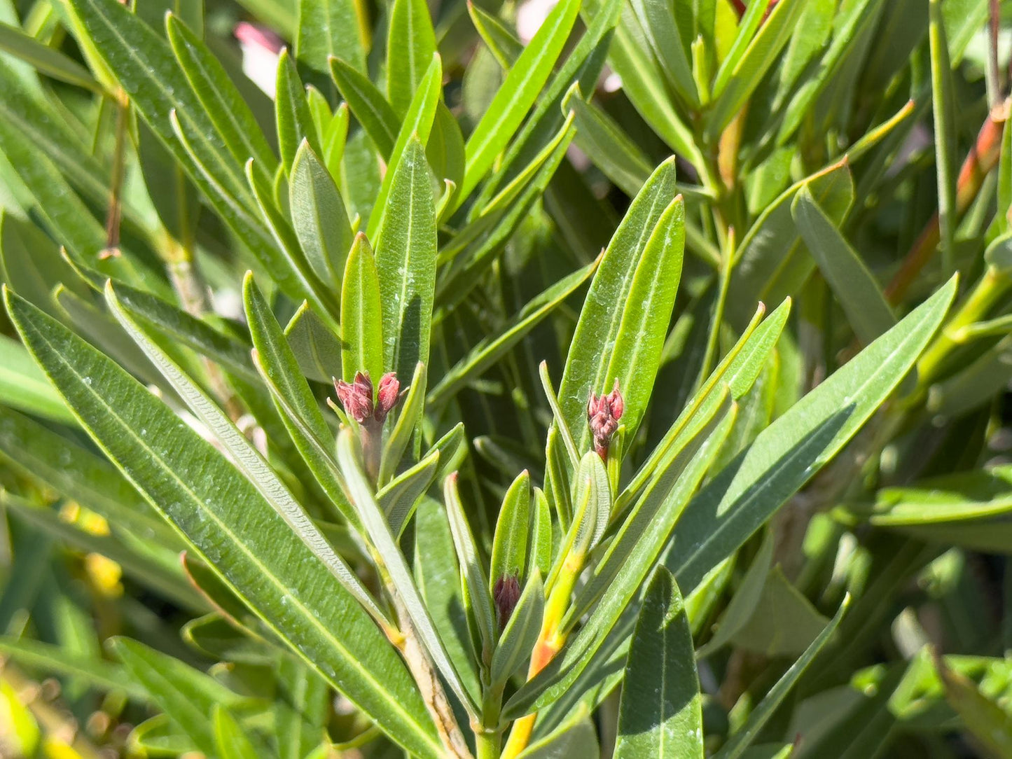 Nerium Oleander 'Dwarf Double Pink' (Dwarf Double Pink Oleander)