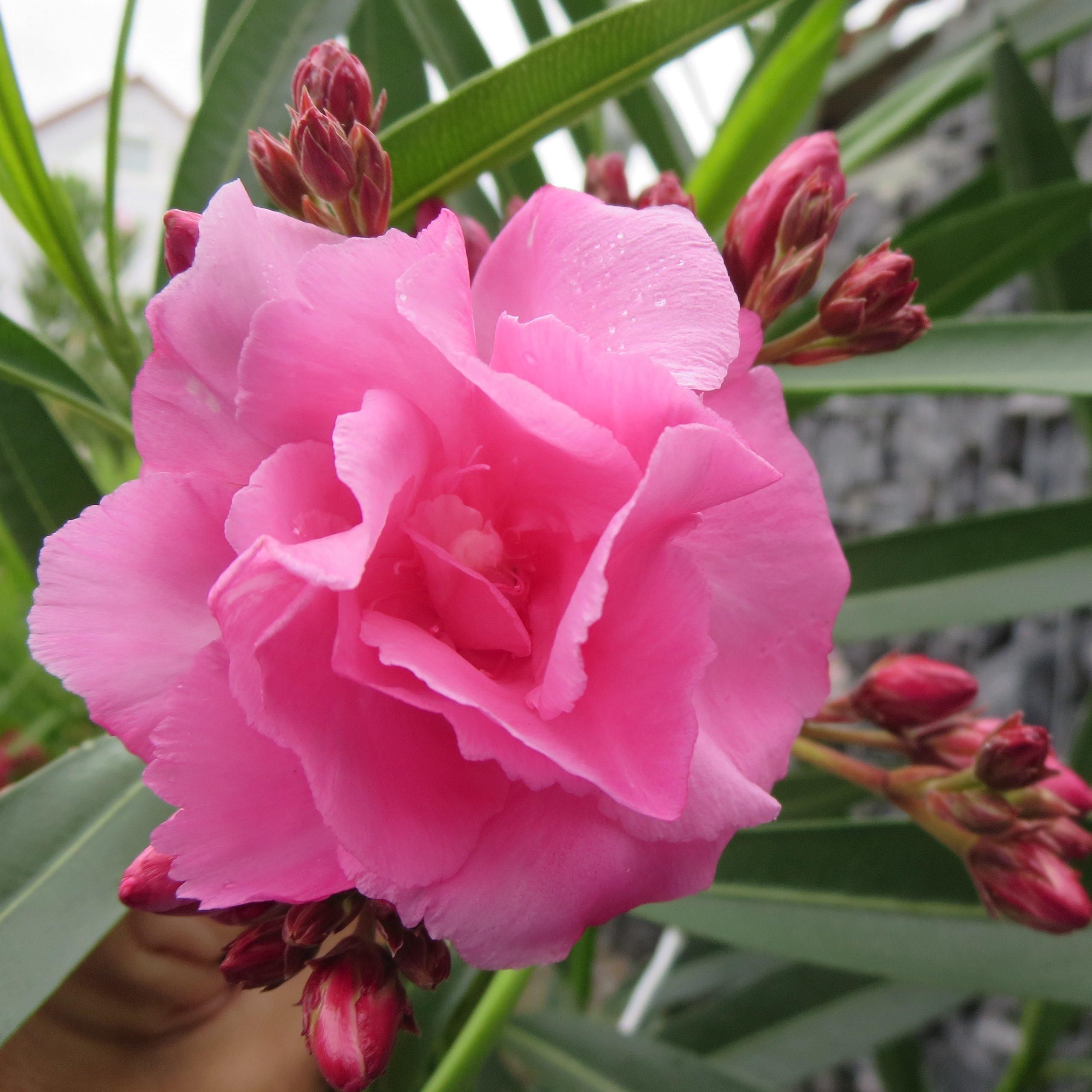 Nerium Oleander 'Dwarf Double Pink' (Dwarf Double Pink Oleander)