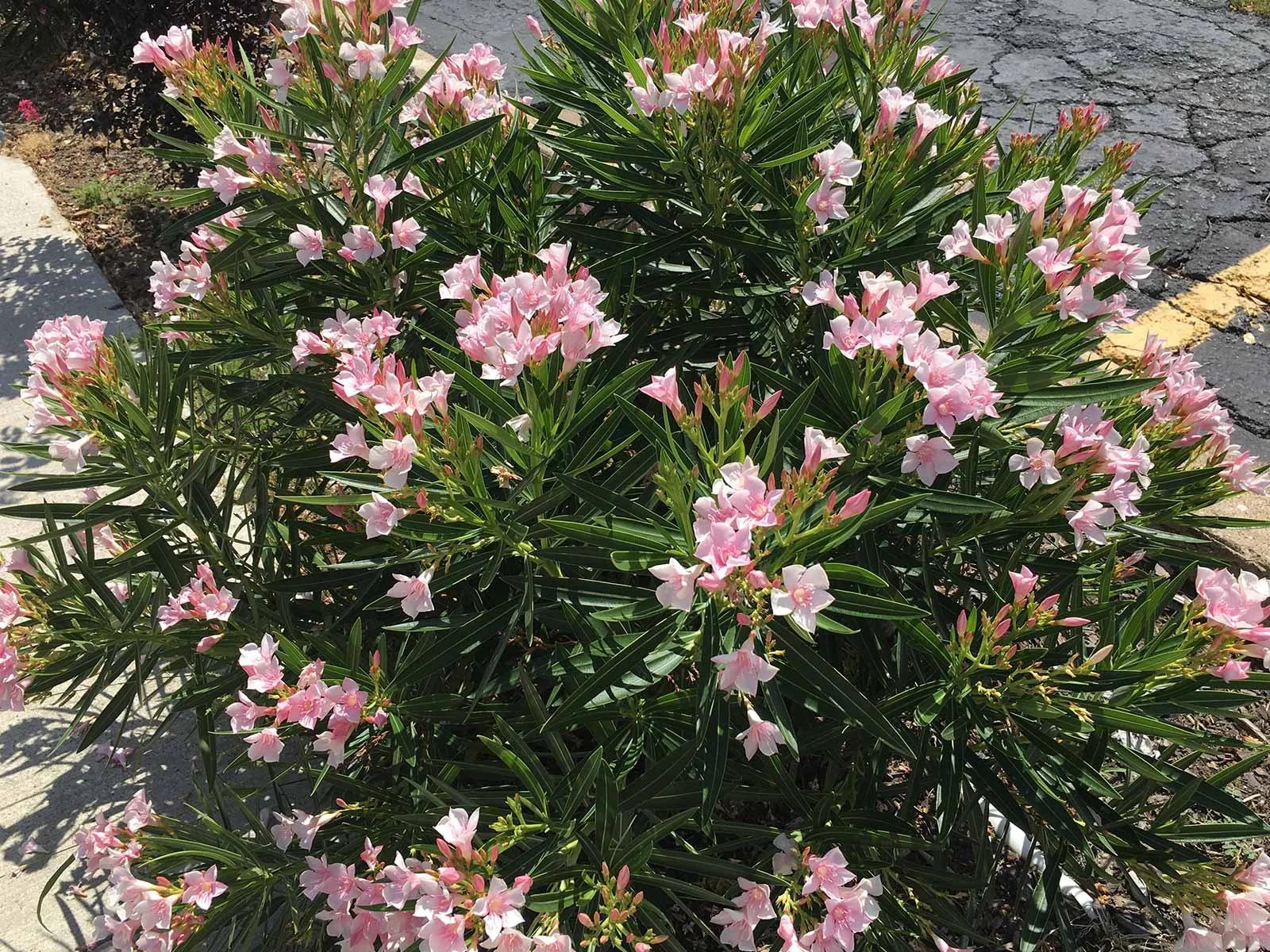 Nerium Oleander 'Dwarf Double Pink' (Dwarf Double Pink Oleander)