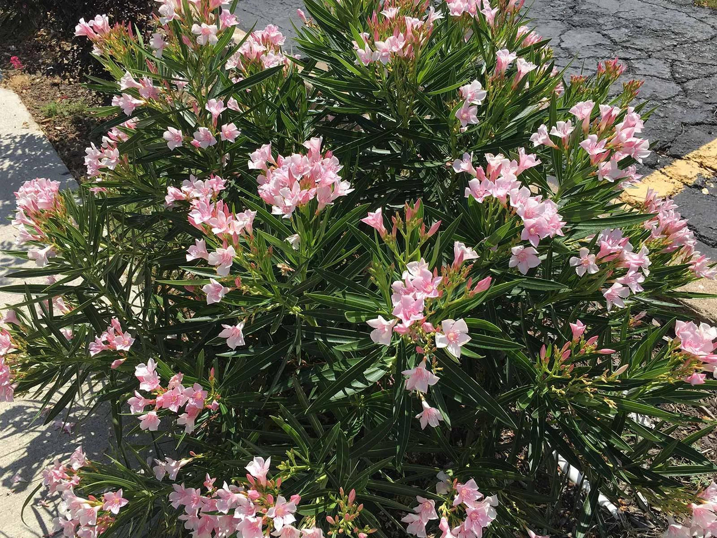 Nerium Oleander 'Dwarf Double Pink' (Dwarf Double Pink Oleander)