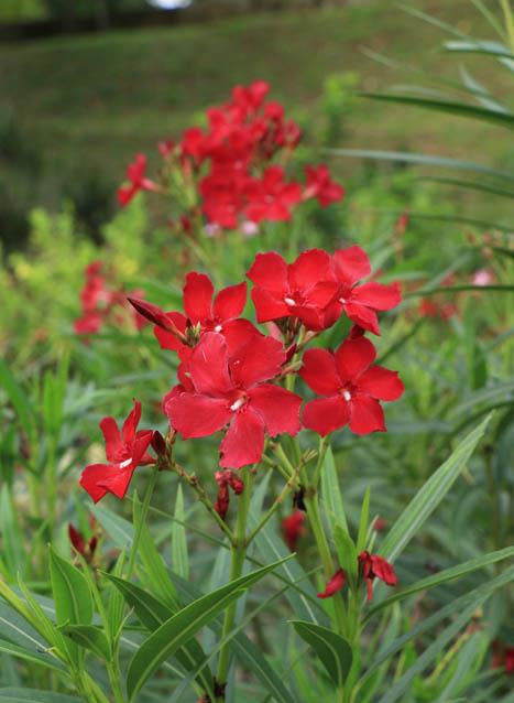 Nerium oleander Delphine (Oleander)