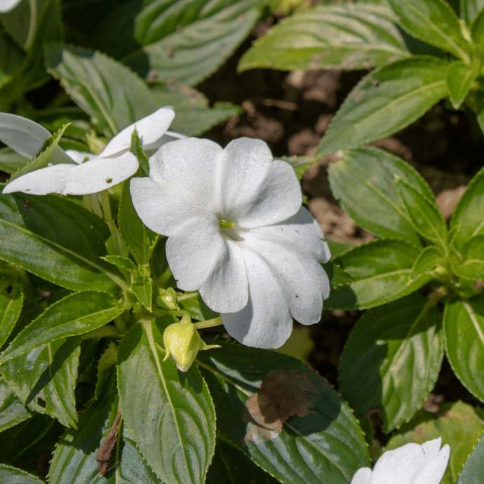 Impatiens Hawkerii 'White' (New Guinea Impatiens)