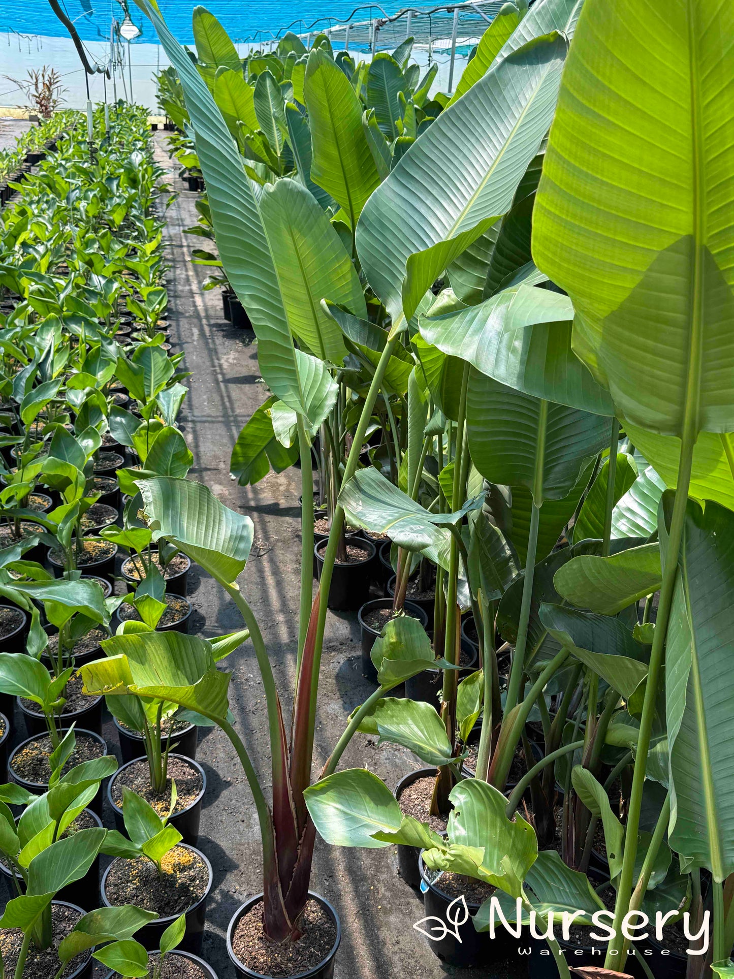Strelitzia Nicolai (Giant Bird of Paradise)