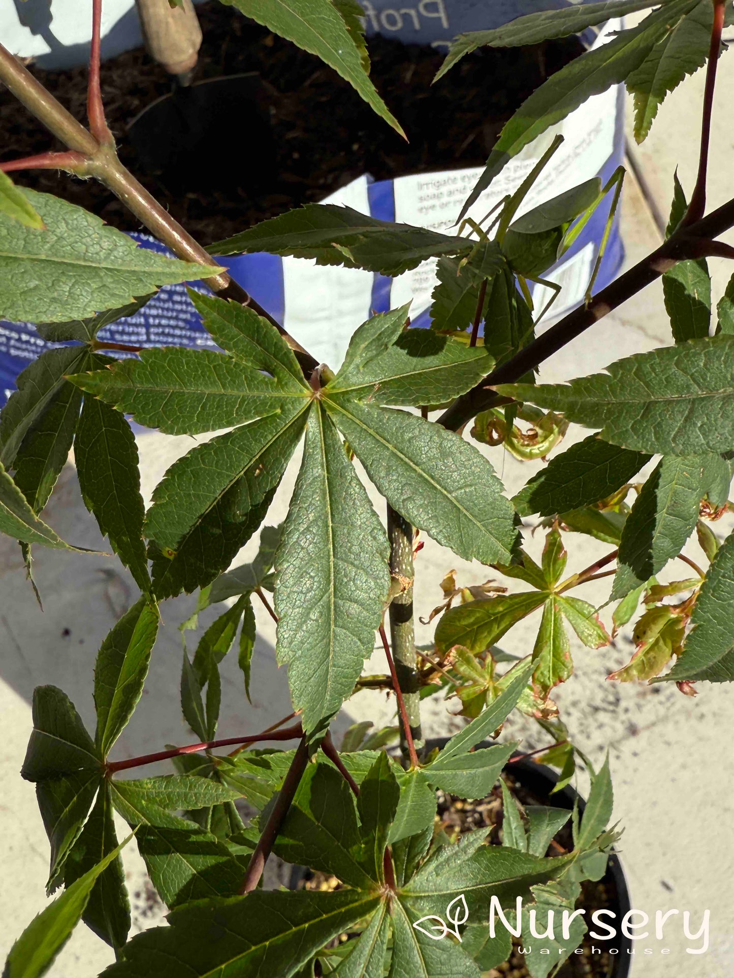 Acer matsumurae 'Nicholsoni' (Nicholsoni Japanese Maple | SEEDGROWN)