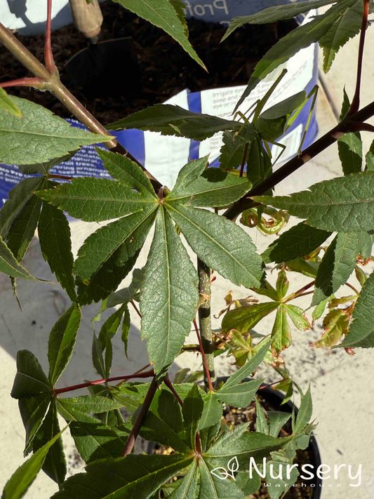 Acer matsumurae 'Nicholsoni' (Nicholsoni Japanese Maple | SEEDGROWN)
