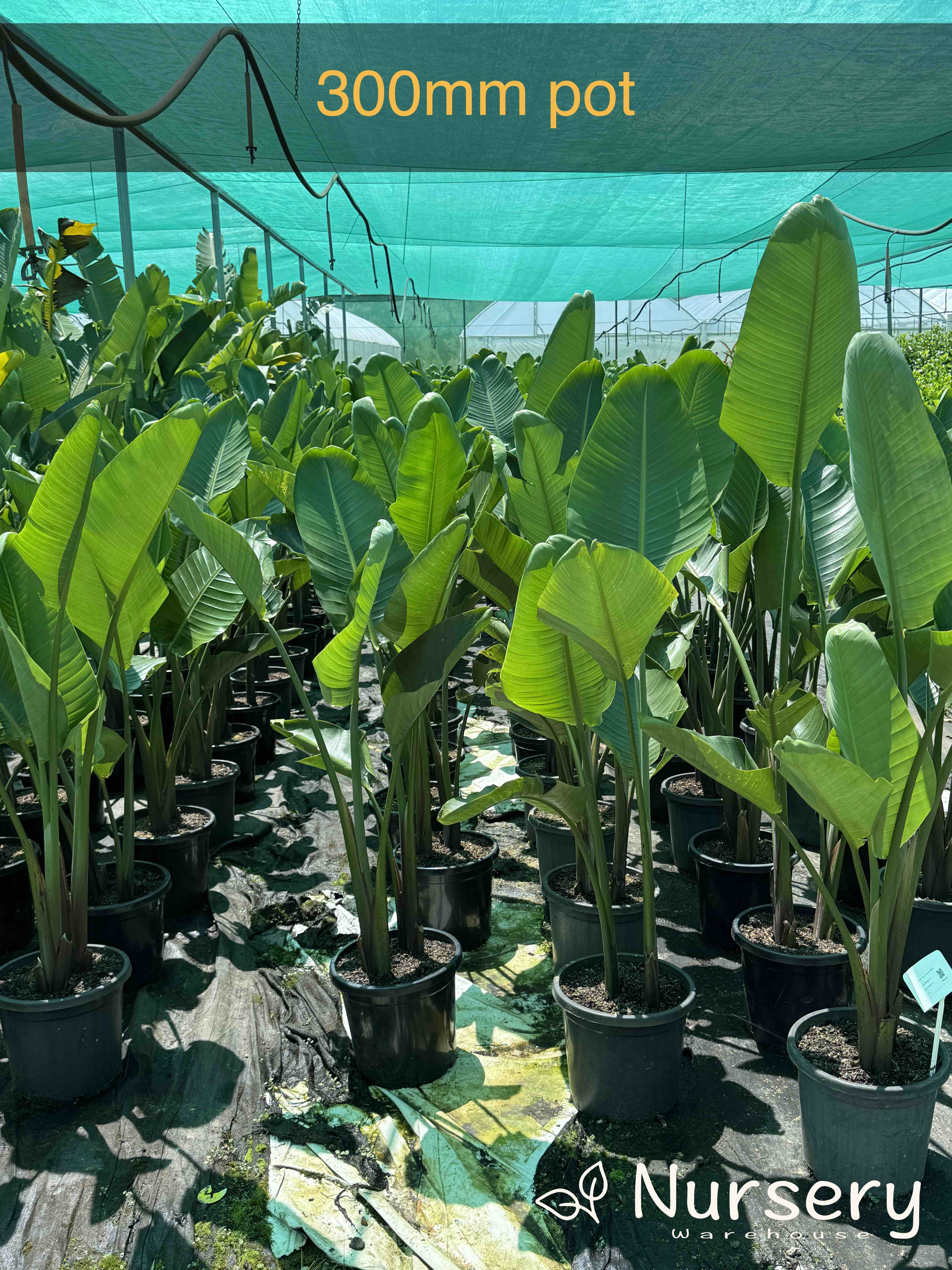 Strelitzia Nicolai (Giant Bird of Paradise)