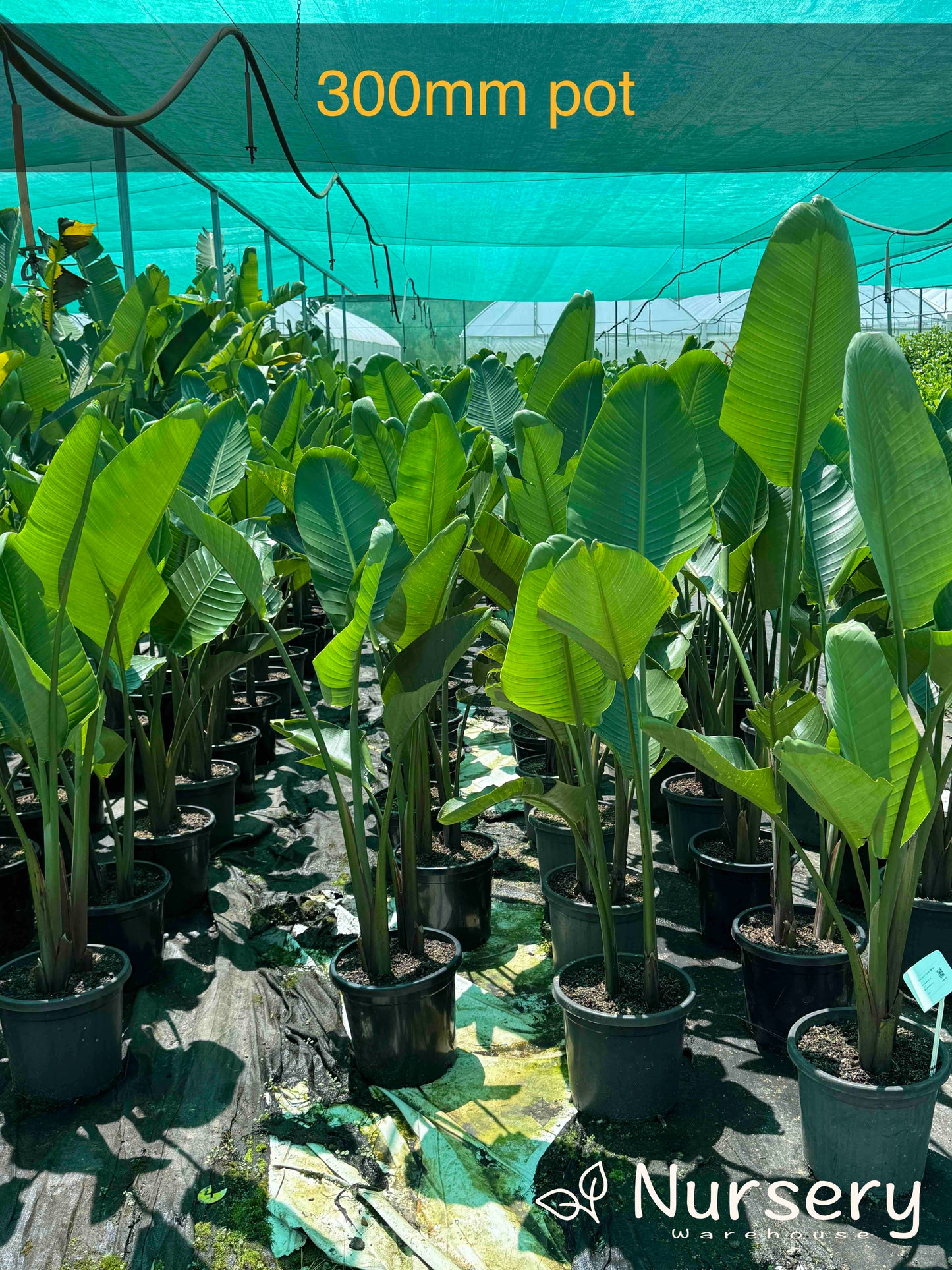 Strelitzia Nicolai (Giant Bird of Paradise)