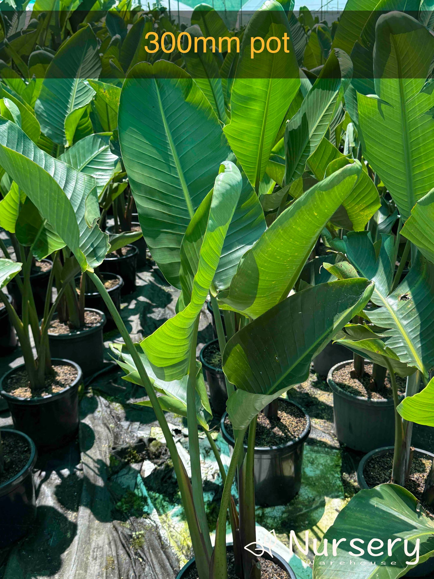 Strelitzia Nicolai (Giant Bird of Paradise)