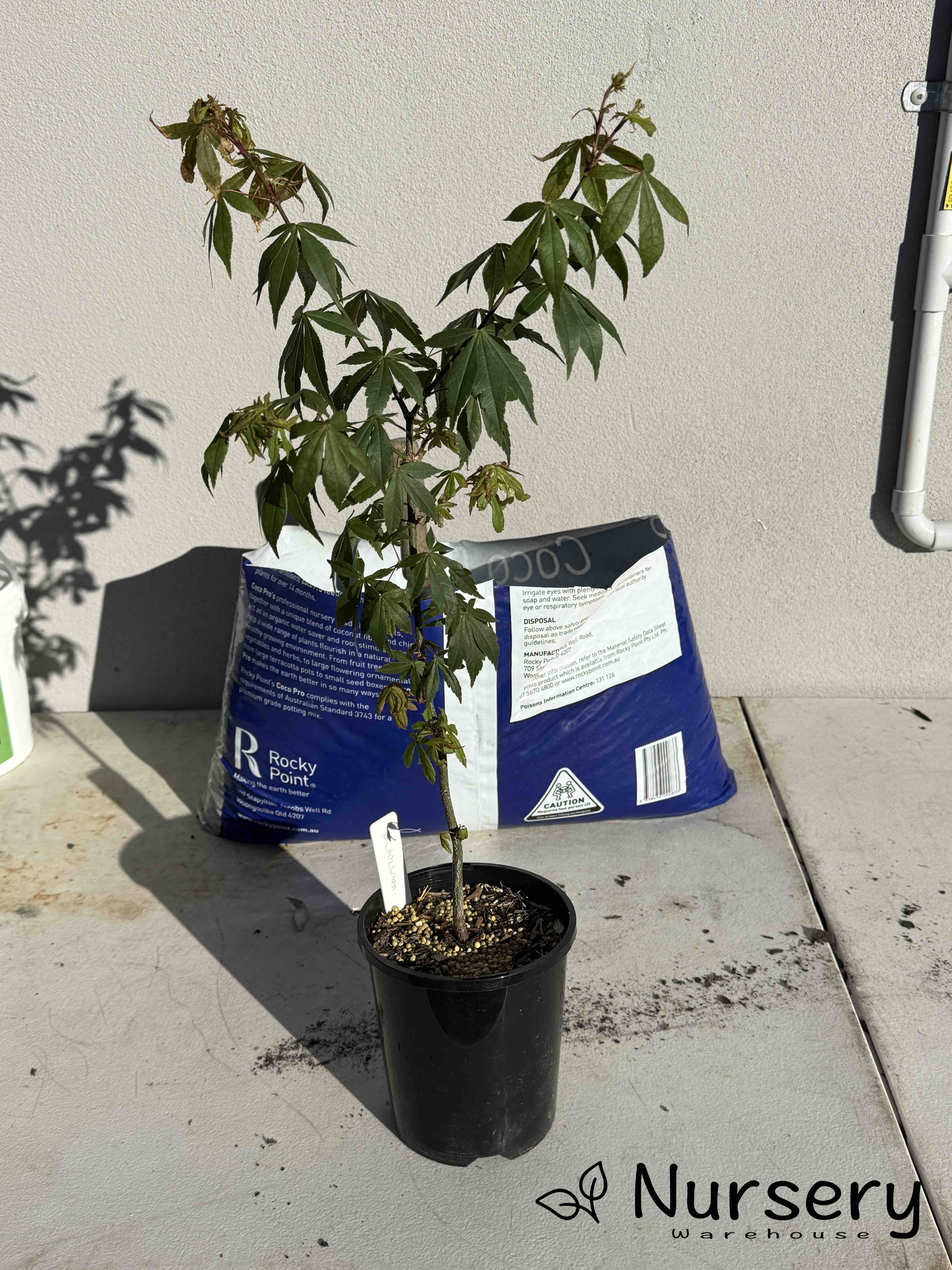 Acer matsumurae 'Nicholsoni' (Nicholsoni Japanese Maple | SEEDGROWN)