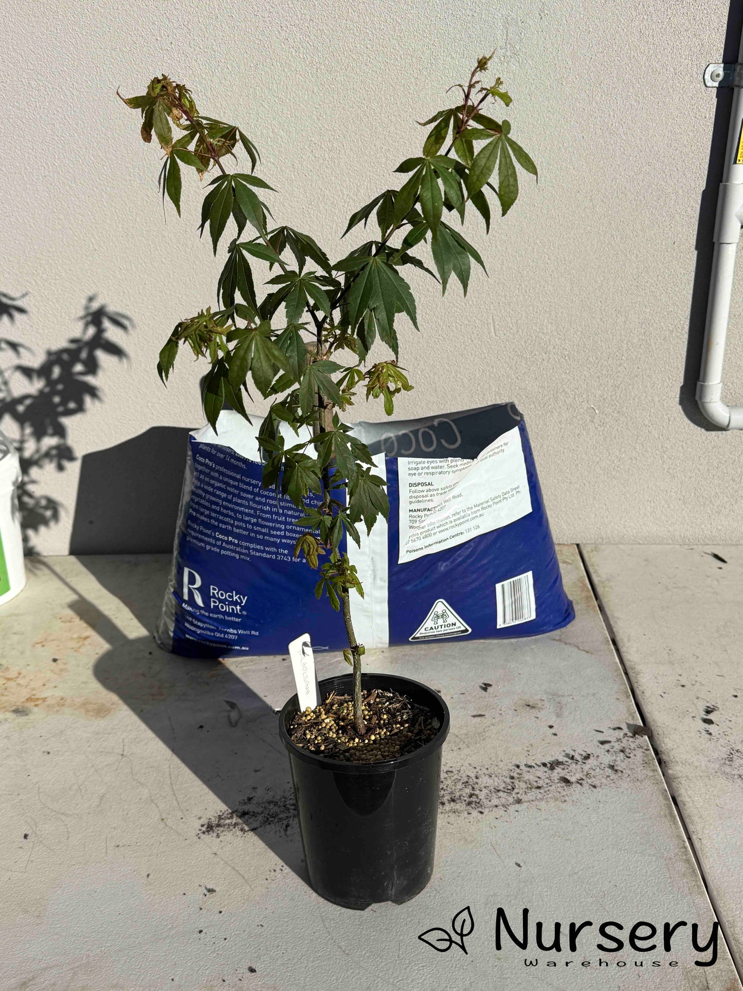 Acer matsumurae 'Nicholsoni' (Nicholsoni Japanese Maple | SEEDGROWN)