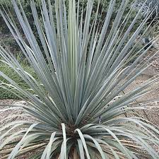 Nolina Nelsonii (Blue Beargrass)