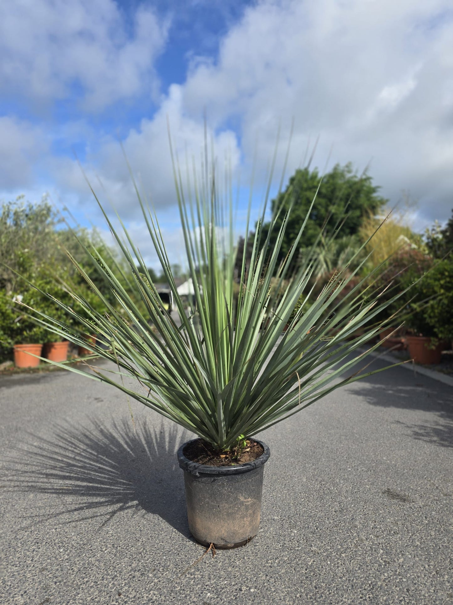 Nolina Nelsonii (Blue Beargrass)