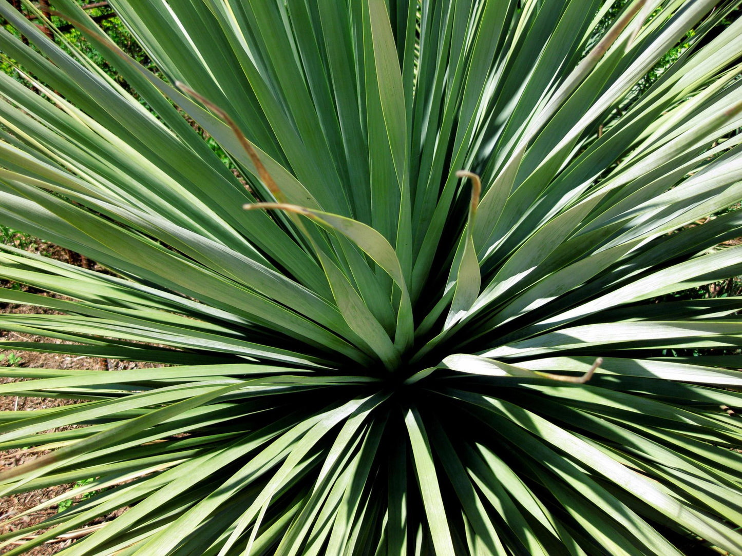 Nolina Nelsonii (Blue Beargrass)