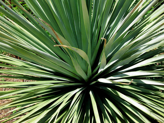 Nolina Nelsonii (Blue Beargrass)