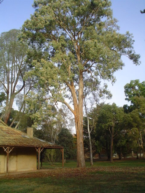 Eucalyptus Longifolia (Woollybutt)