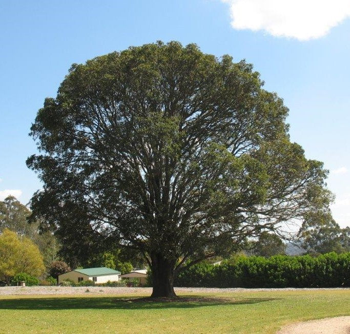Flindersia Australis (Crow's Ash)