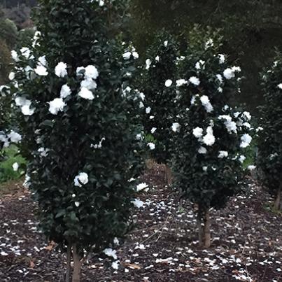 Camellia Sasanqua ‘Slimline Avalanche’ (Slimline Avalanche Camellia)