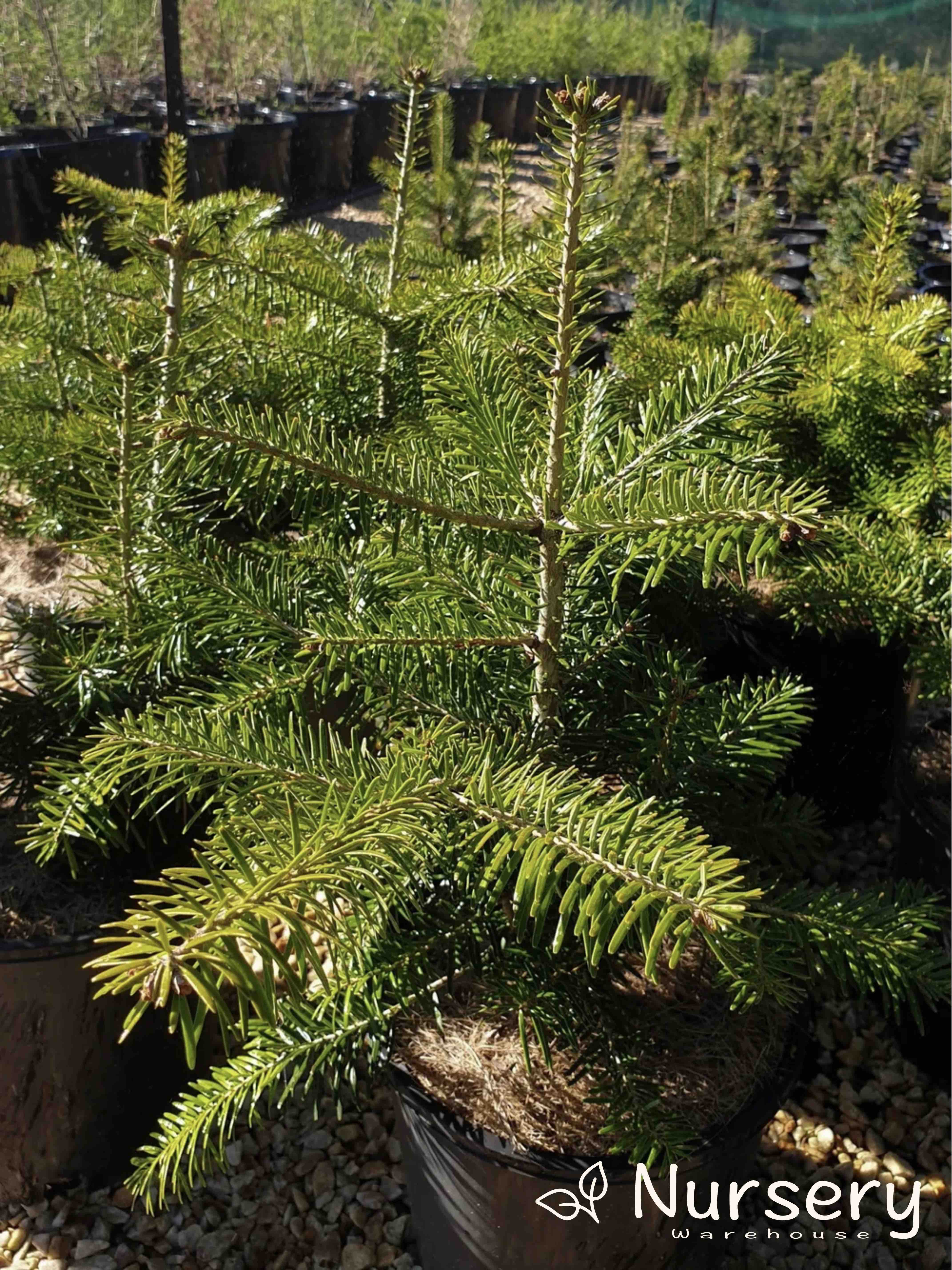 Abies Nordmanniana (Nordmann Fir)