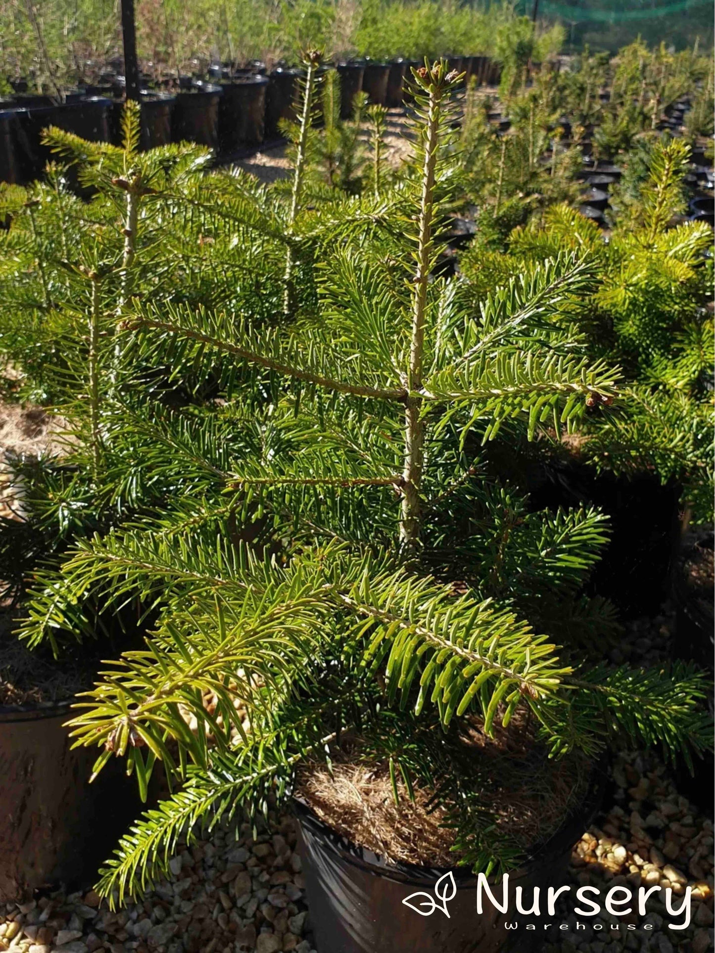 Abies Nordmanniana (Nordmann Fir)