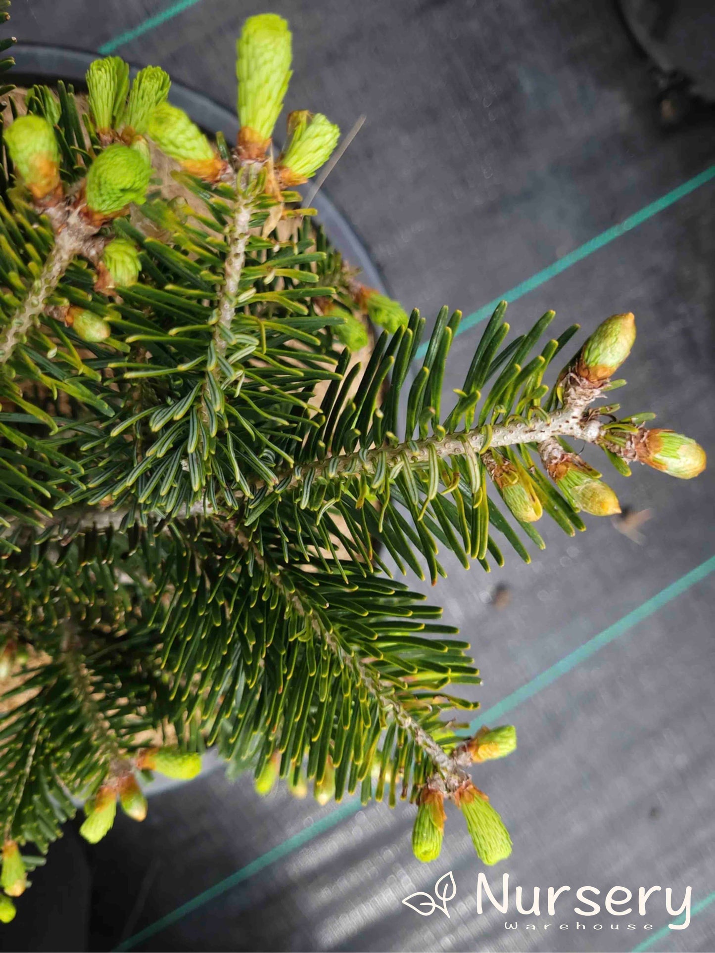 Abies Nordmanniana (Nordmann Fir)