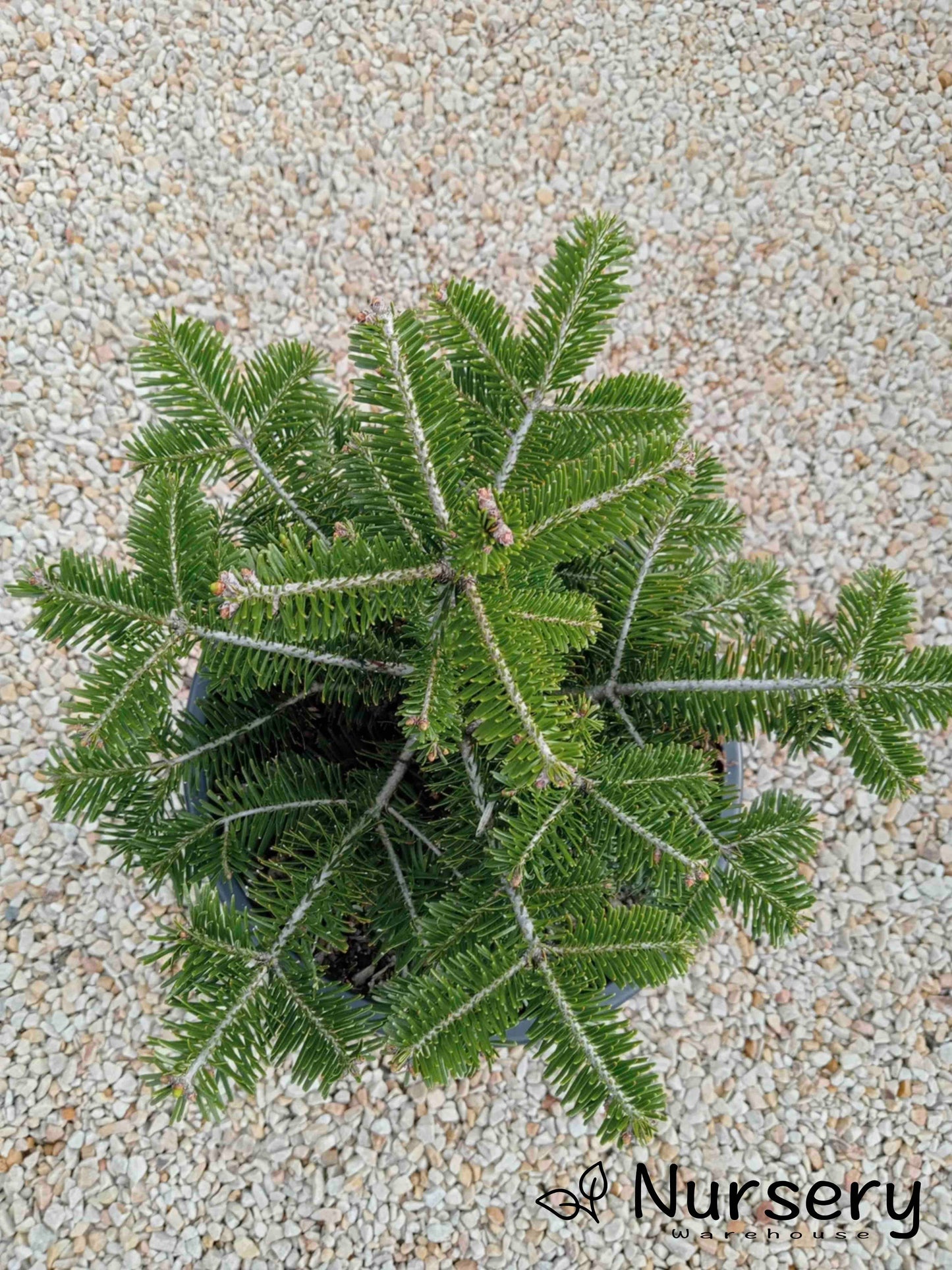 Abies Nordmanniana (Nordmann Fir)