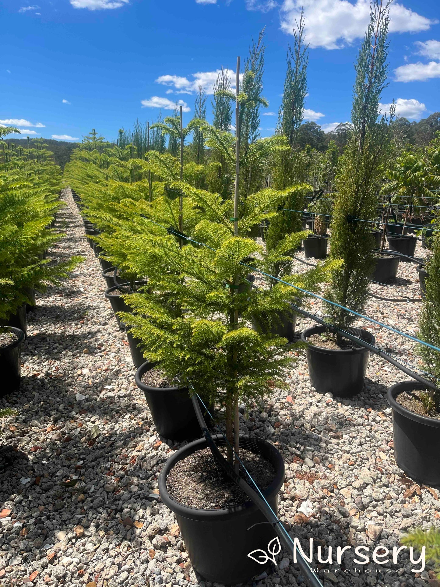 Araucaria Heterophylla (Norfolk Island Pine)