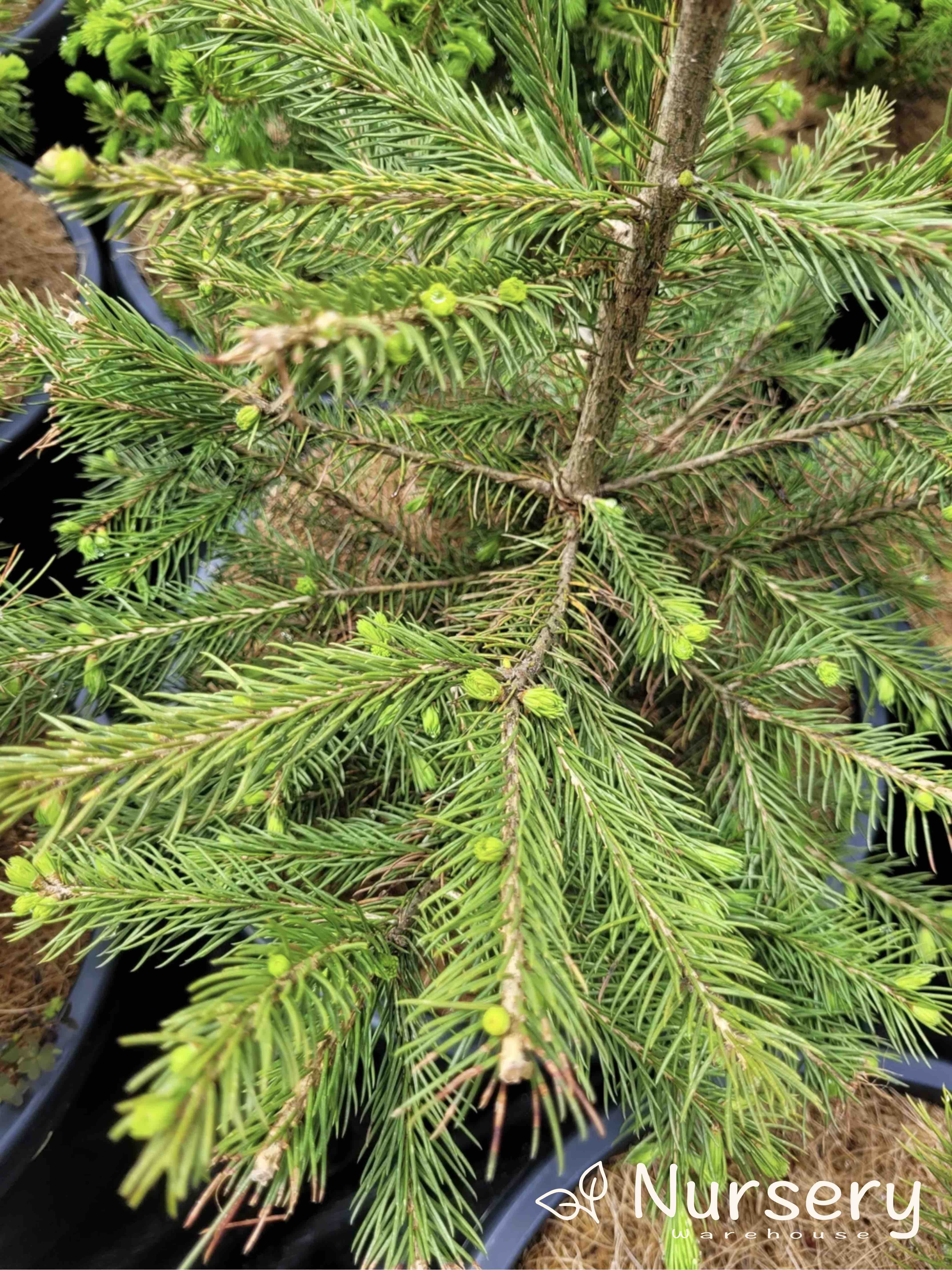 Picea Abies (Norway Spruce)