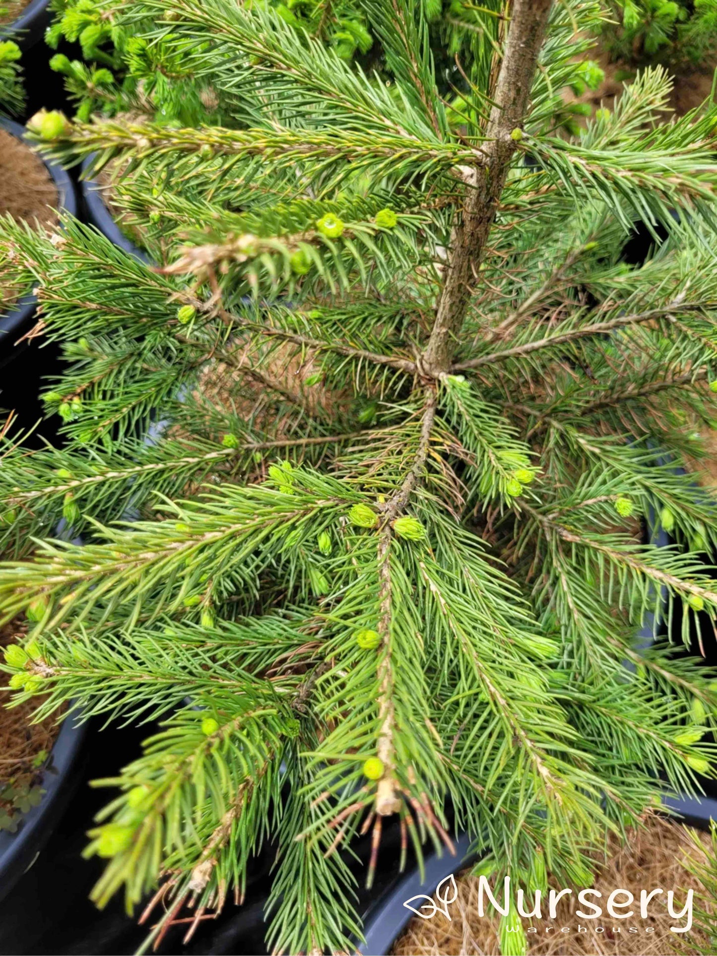 Picea Abies (Norway Spruce)