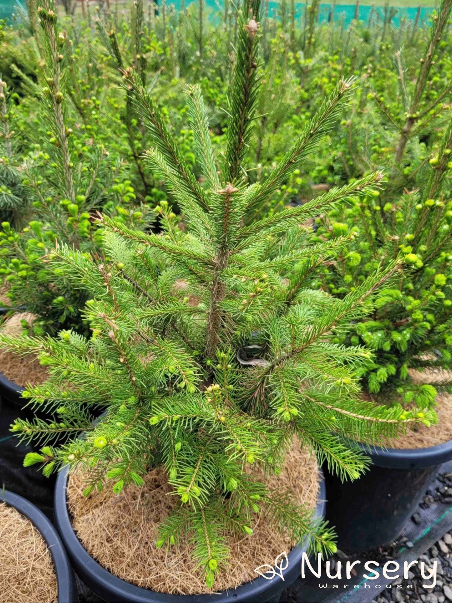 Picea Abies (Norway Spruce)