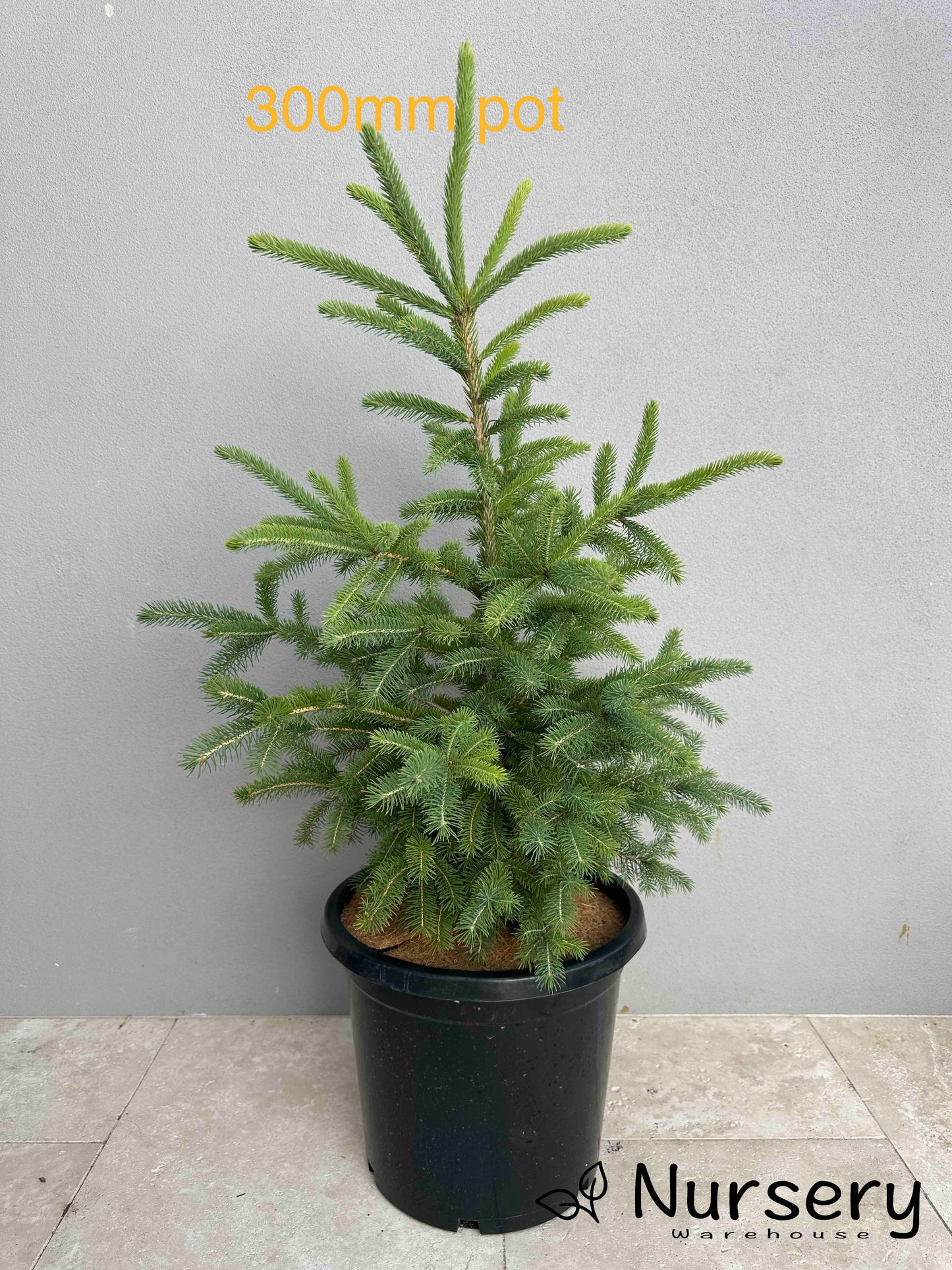 Picea Abies (Norway Spruce)