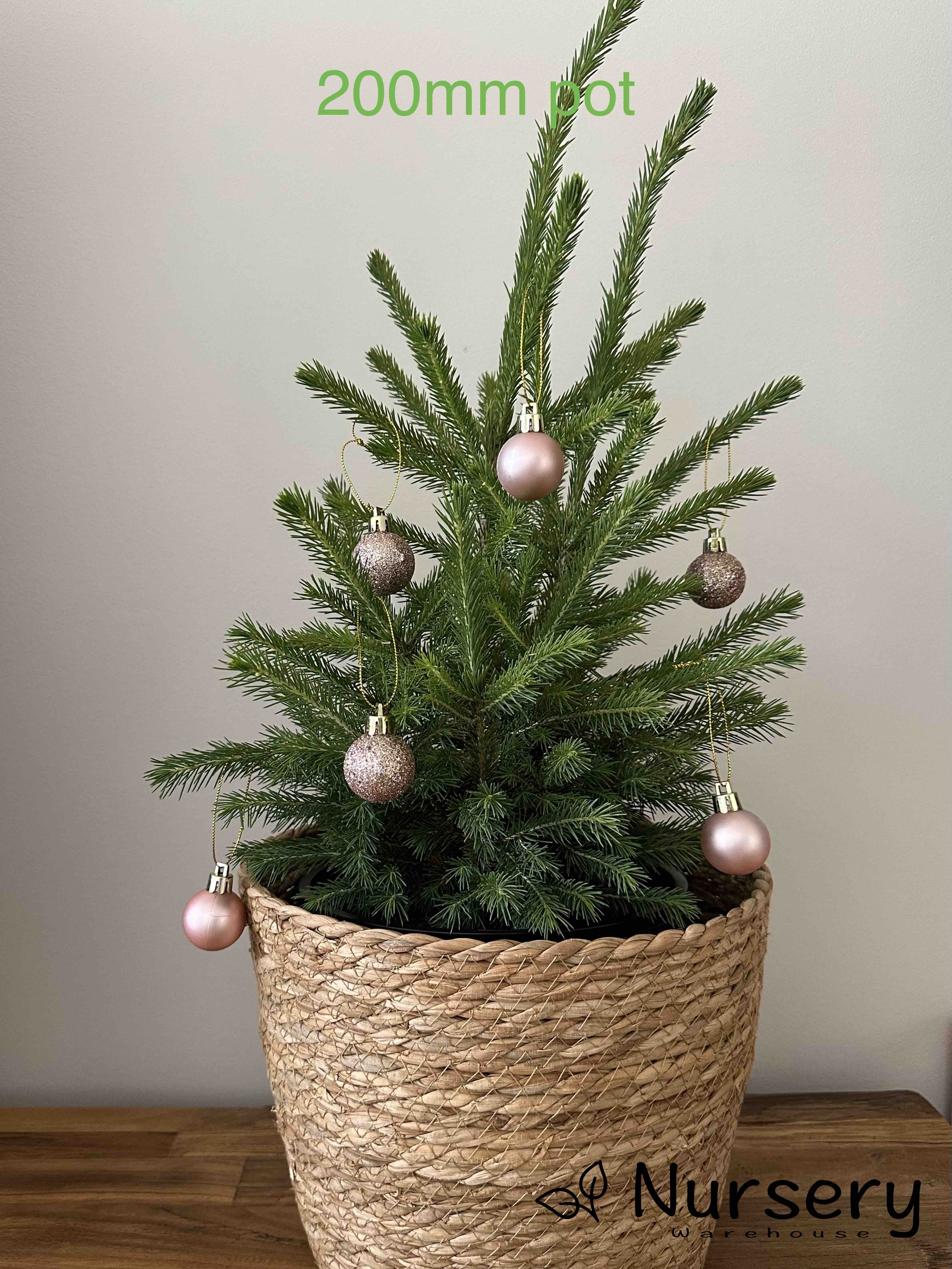 Picea Abies (Norway Spruce)