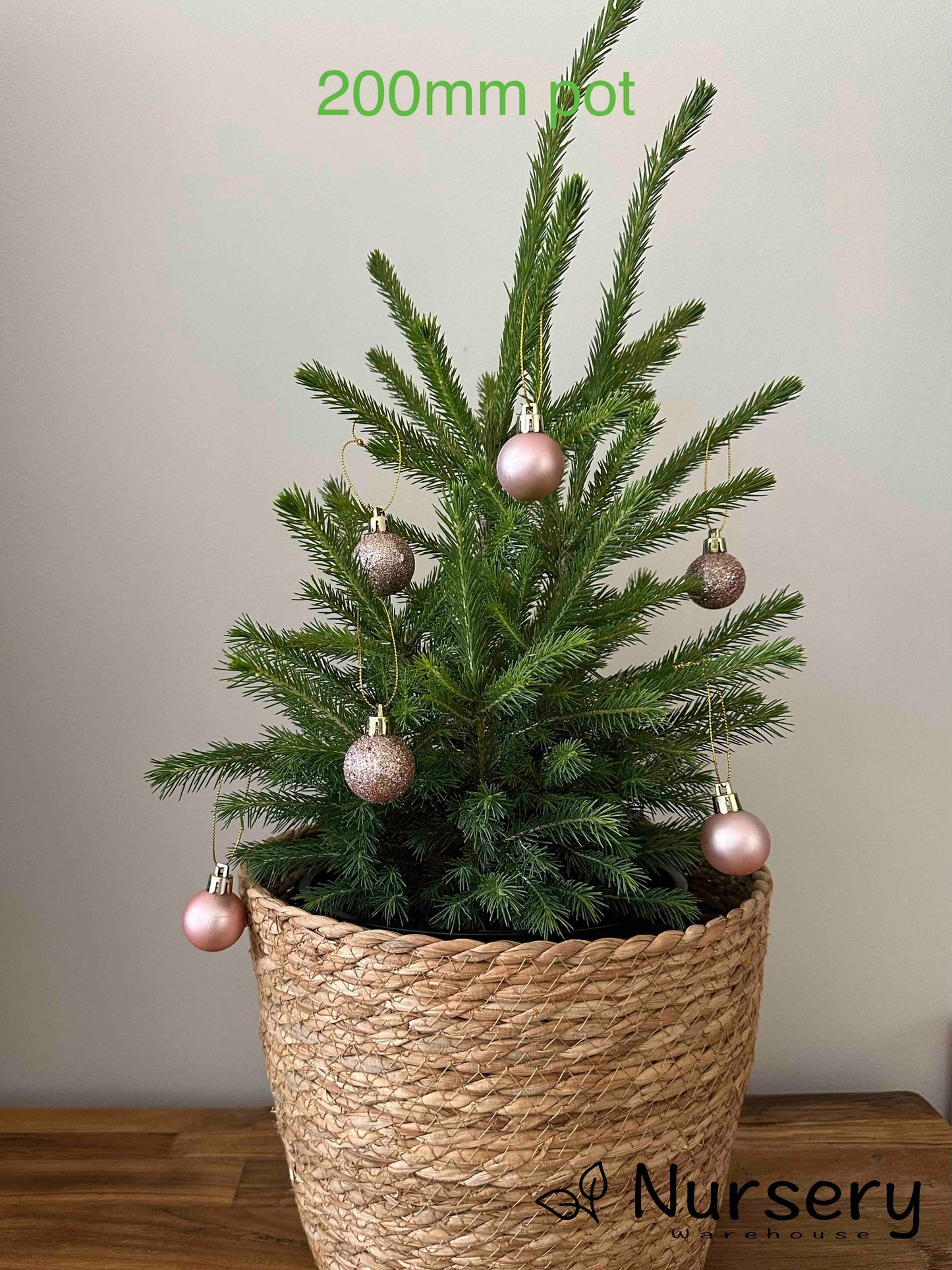 Picea Abies (Norway Spruce)