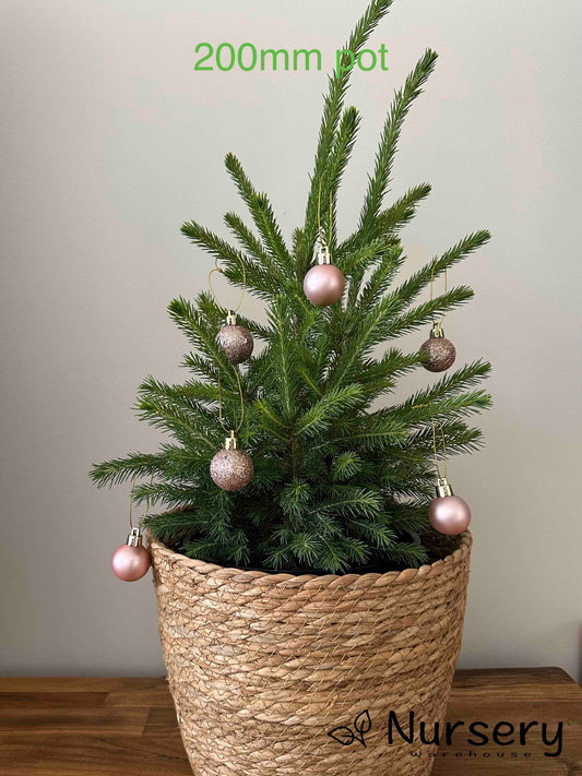 Picea Abies (Norway Spruce)