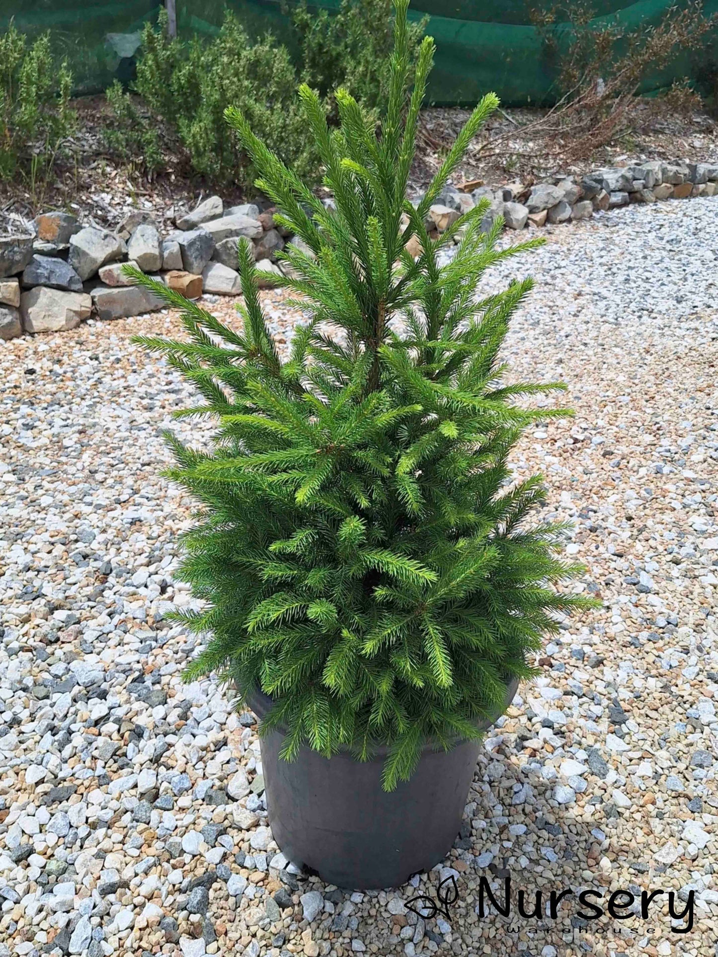 Picea Abies (Norway Spruce)