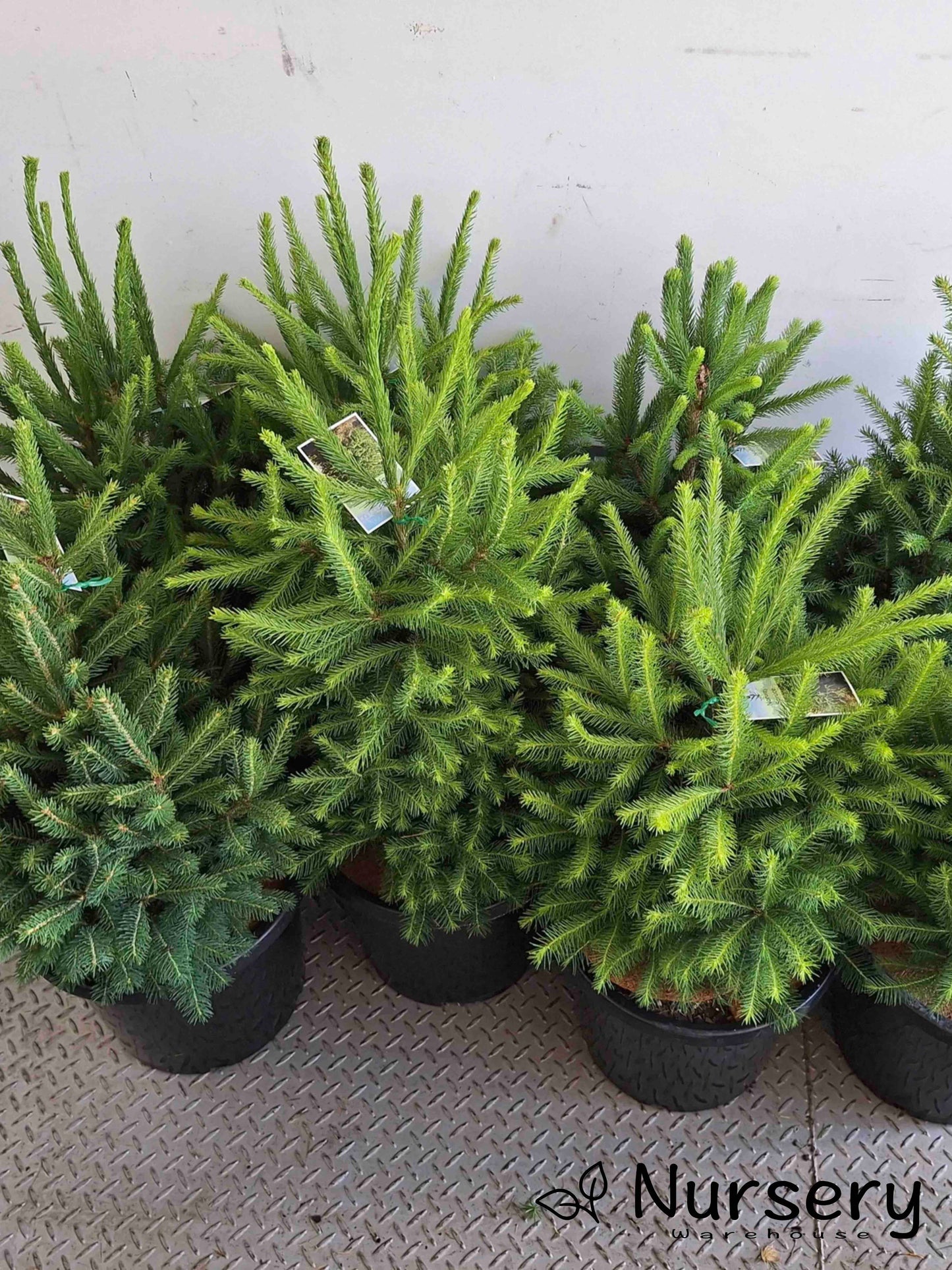 Picea Abies (Norway Spruce)