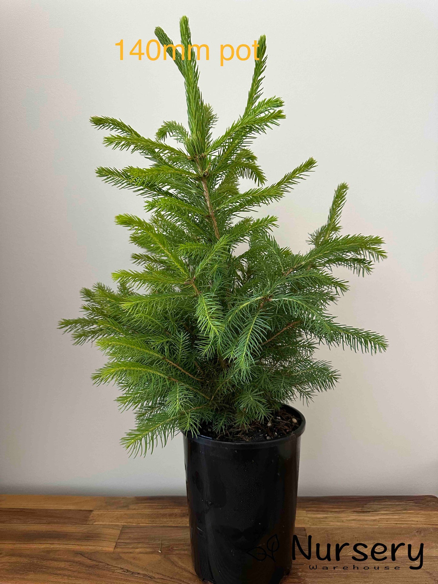 Picea Abies (Norway Spruce)