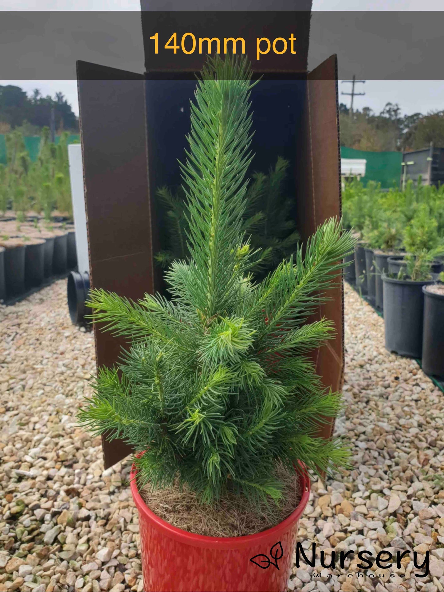 Picea Abies (Norway Spruce)