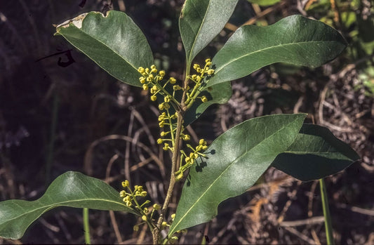 Notelaea longifolia (Large-leaved Mock-olive)