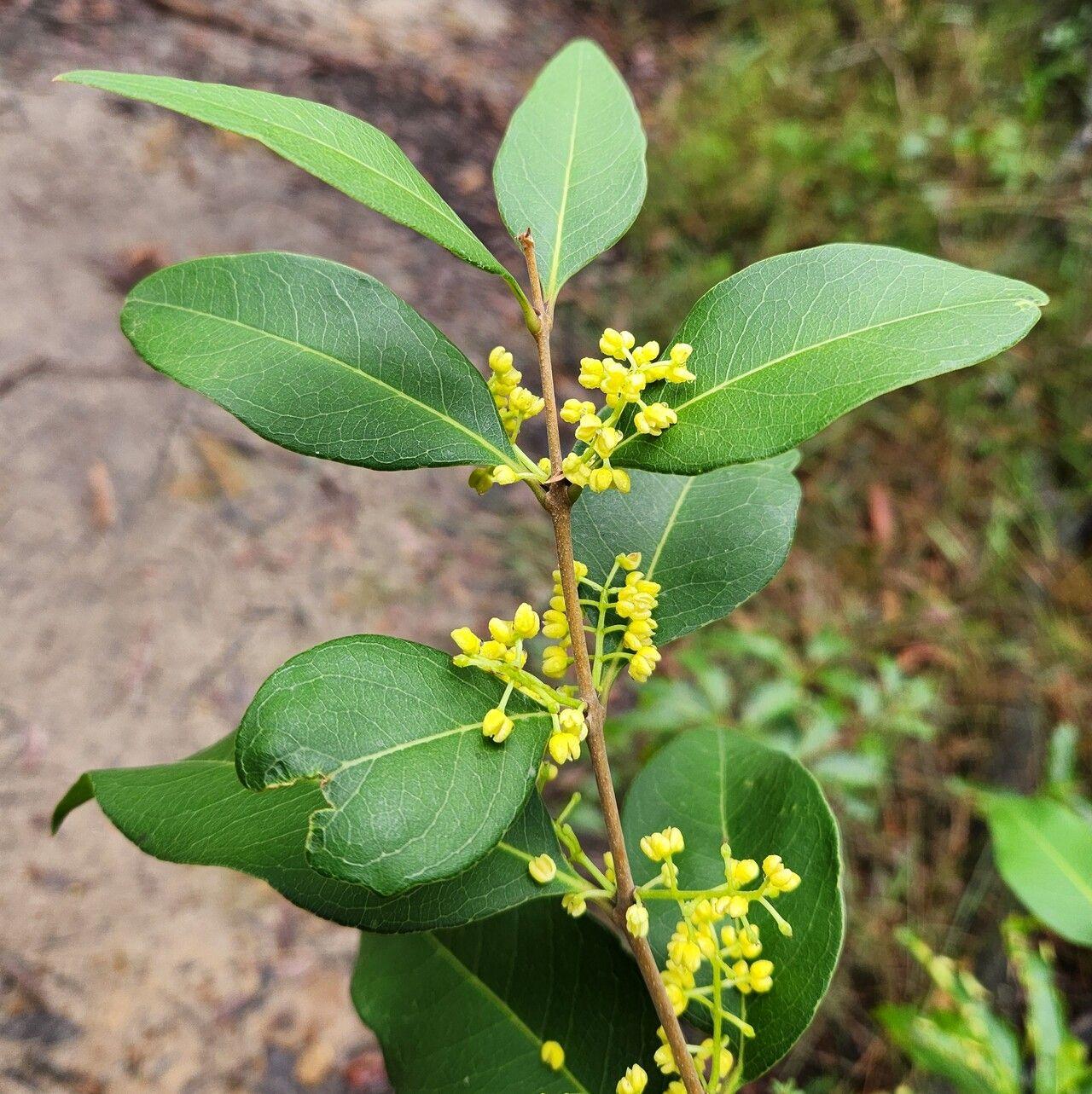 Notelaea Longifolia (Large Mock Olive)