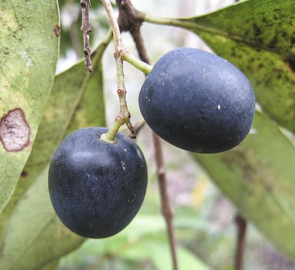 Notelaea Longifolia (Large Mock Olive)