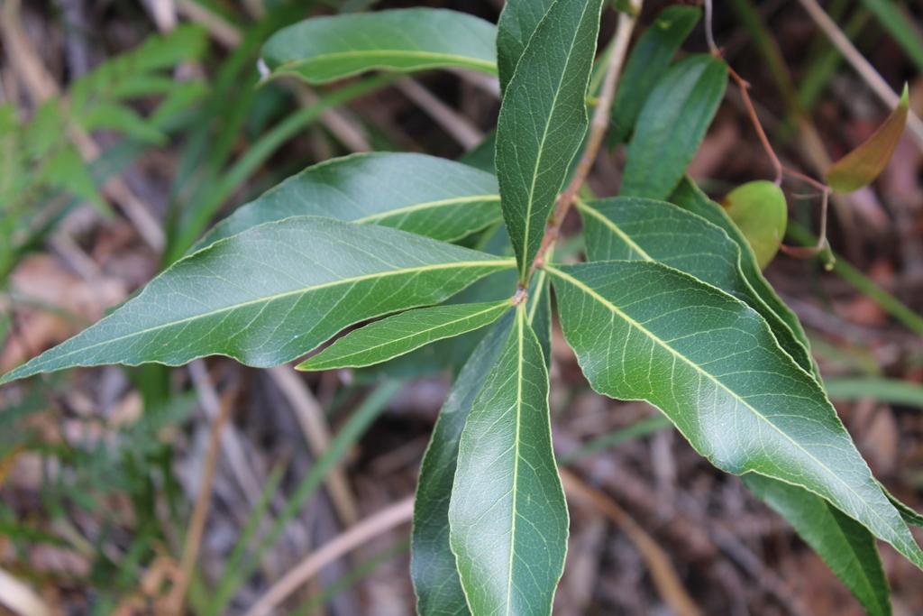 Notelaea Longifolia (Large Mock Olive)