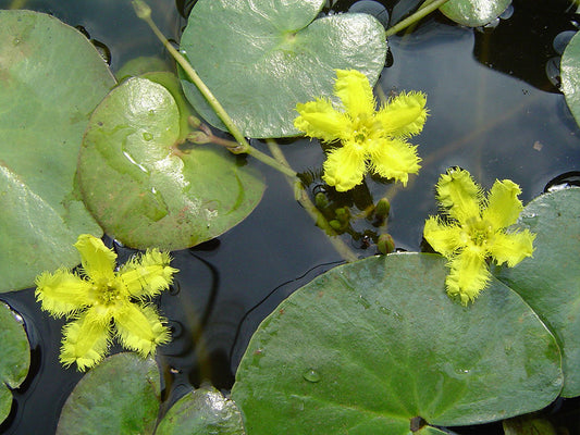 Nymphoides Geminata (Miniature Fringe Water Lily)