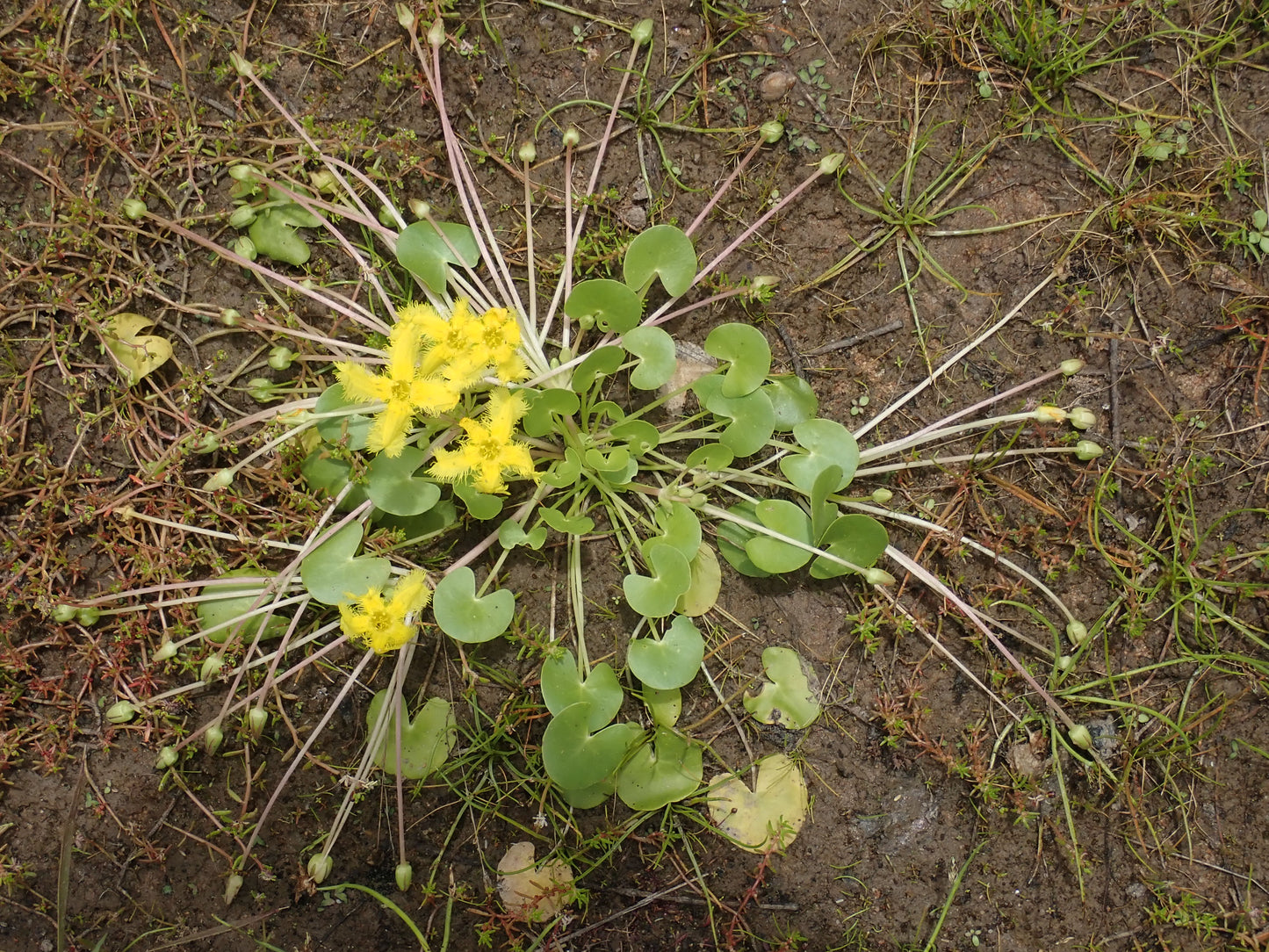 Nymphoides Geminata (Miniature Fringe Water Lily)