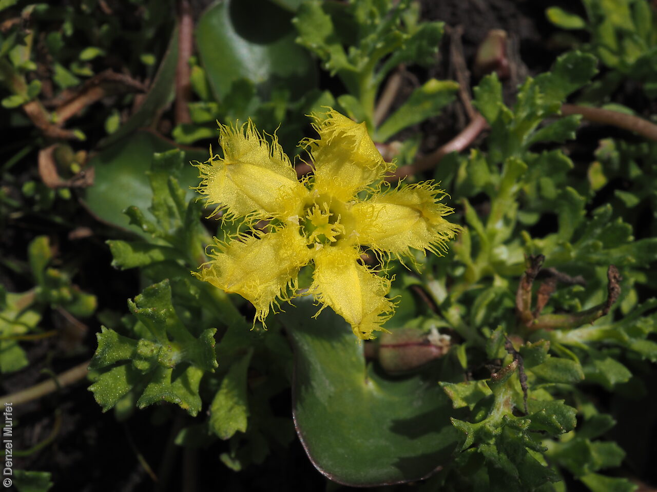 Nymphoides Geminata (Miniature Fringe Water Lily)